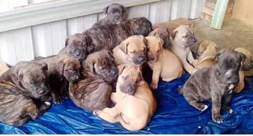 The litter of Mastiff pups which included six-week-old Milo; little Milo will have a new home with the Gala family. The litter of Mastiff pups which included six-week-old Milo; little Milo will have a new home with the Gala family.